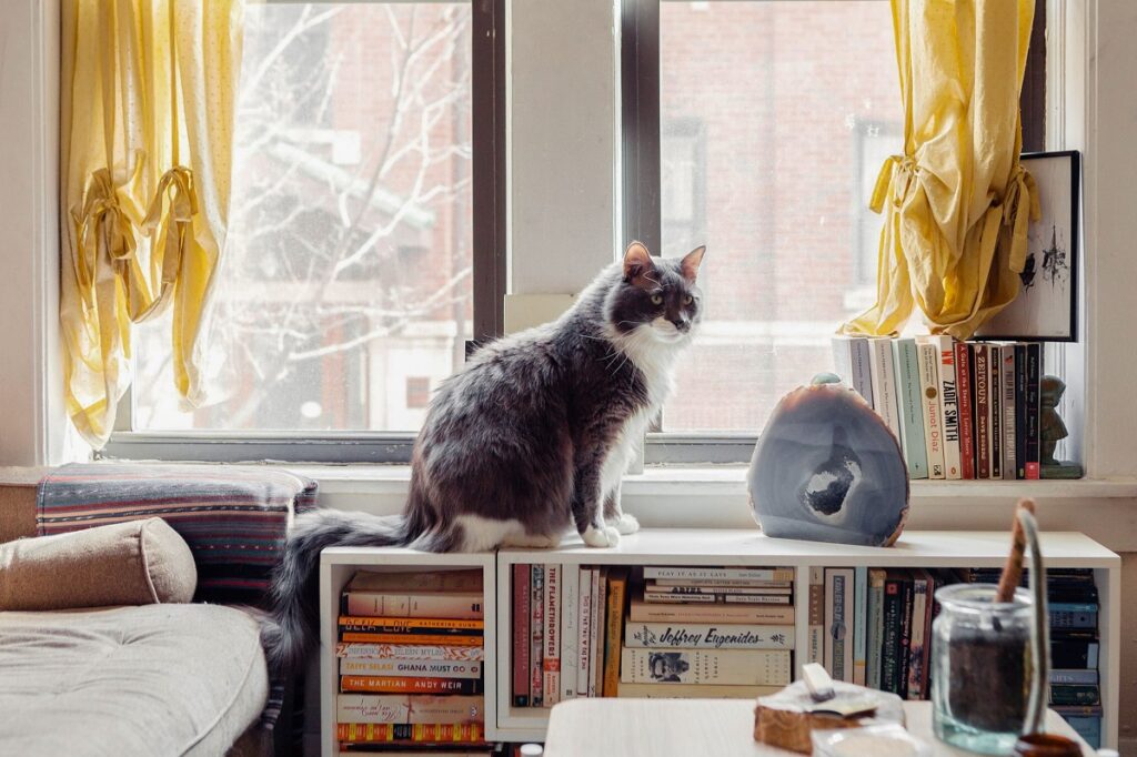 Cat Living Room Ideas