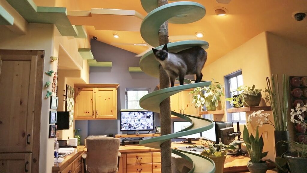 Cat Playroom Ideas