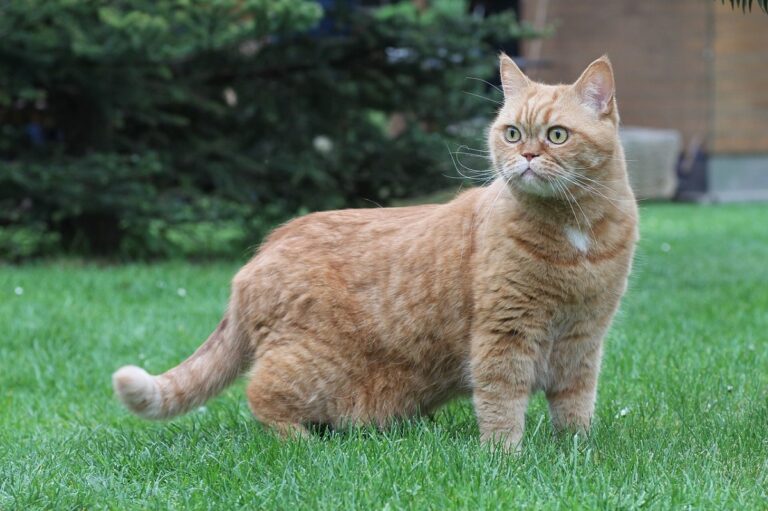 British Cat Names